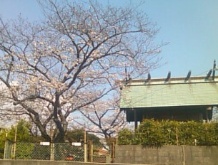 釛山恵美須神社の桜
