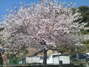 まちなかの公園一本の桜満開