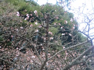 熱海市役所付近の桜