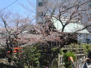 釛山神社の桜が開花