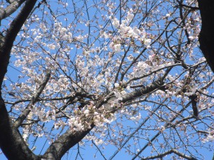 ソメイヨシノの桜