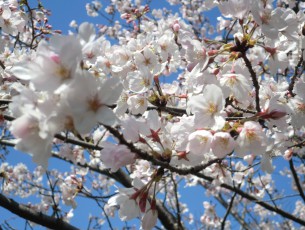 長崎市立長崎商業高校校庭の桜
