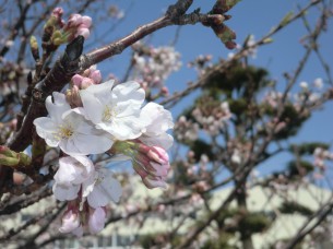 小榊地区の公園の桜の花びら