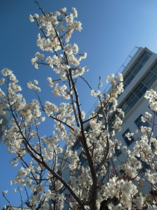 春の訪れ桜開花