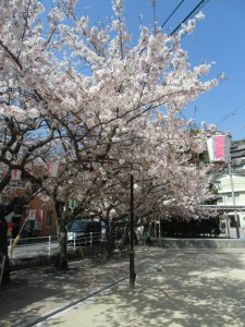 立神公園の桜満開