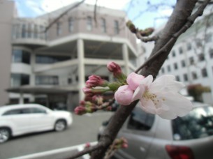 桜のつぼみ開花