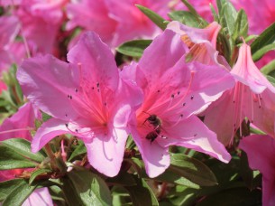 長崎税関前の「つつじとミツバチ」