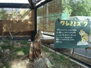 2013.7.24 旭山動物園(ワシミミズク）