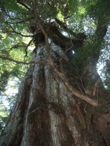 2013.11.8 樹齢3000年の紀元杉