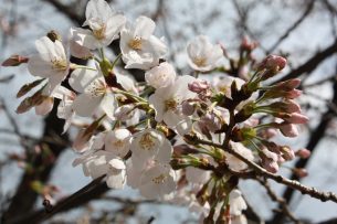 2014.3.21 立神公園の桜（ソメイヨシノ）
