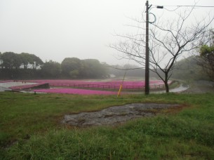 2014.4.13 雨の芝桜公園〈島原市）