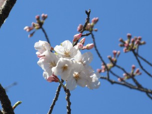 2016.3.25 福田天満宮（ソメイヨシノ） (1)